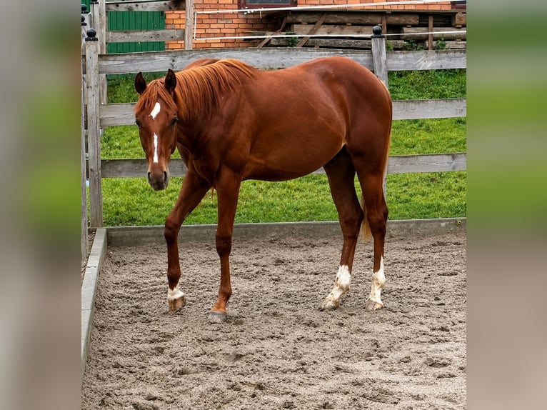 Caballo cuarto de milla Semental 1 año 150 cm Alazán in Duingen