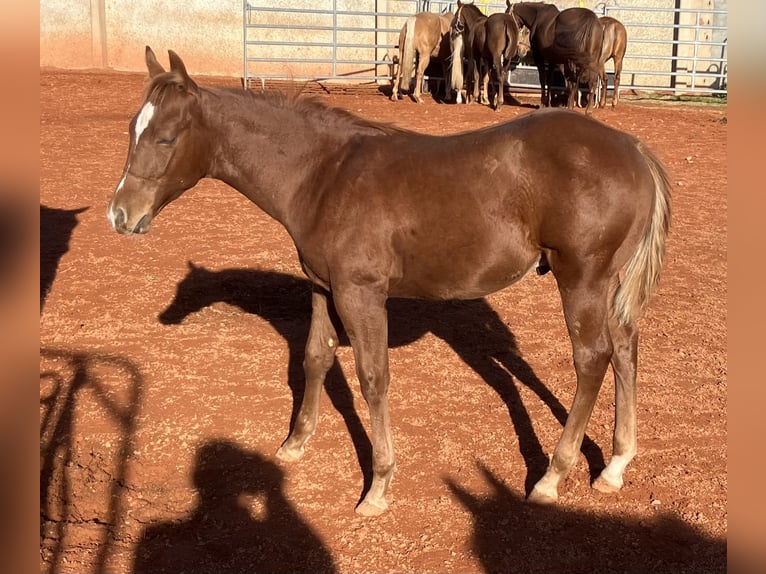 Caballo cuarto de milla Semental 1 año 150 cm Alazán in Gemmingen