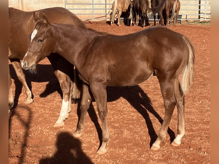 Caballo cuarto de milla Semental 1 año 150 cm Alazán in Gemmingen