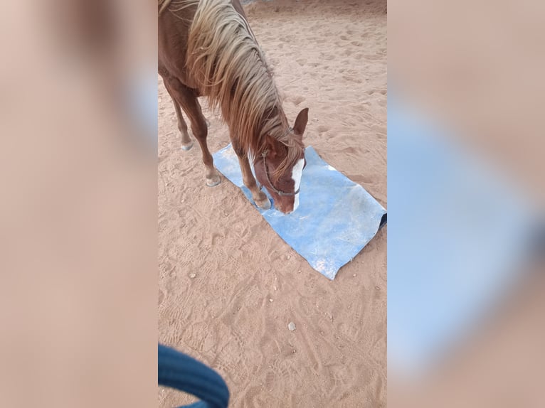 Caballo cuarto de milla Semental 1 año 150 cm Alazán in Irchenrieth