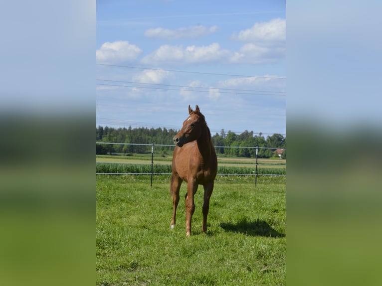 Caballo cuarto de milla Semental 1 año 150 cm Alazán in Weng