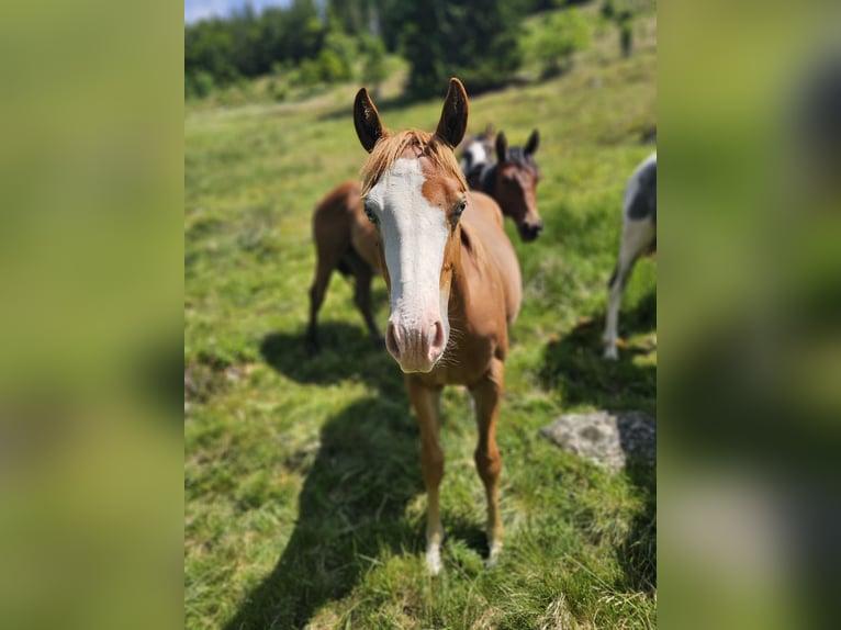 Caballo cuarto de milla Semental 1 año 150 cm Alazán in Steinen