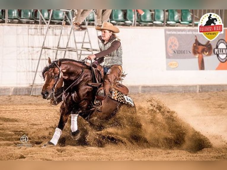 Caballo cuarto de milla Semental 1 año 150 cm Alazán-tostado in Edemissen