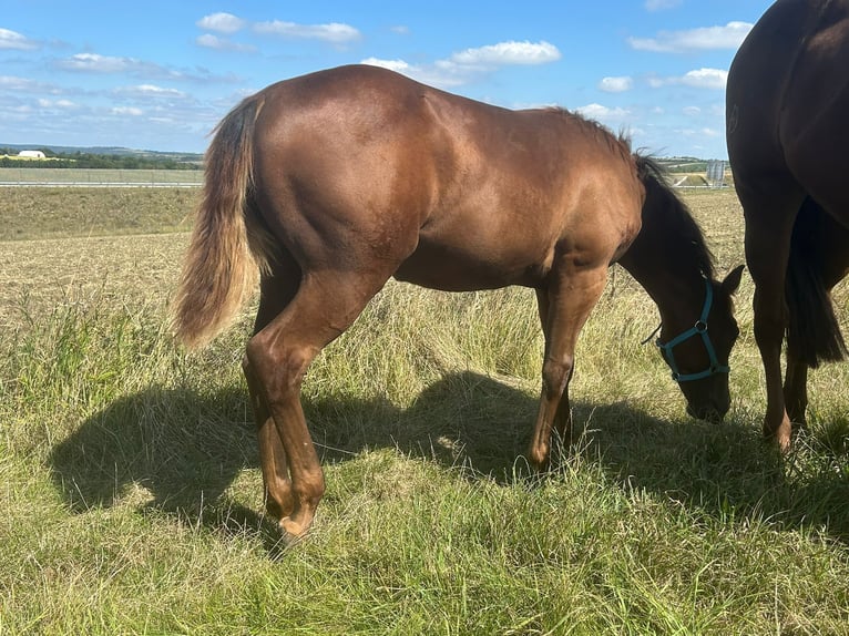 Caballo cuarto de milla Semental 1 año 150 cm Alazán-tostado in Steinebrunn
