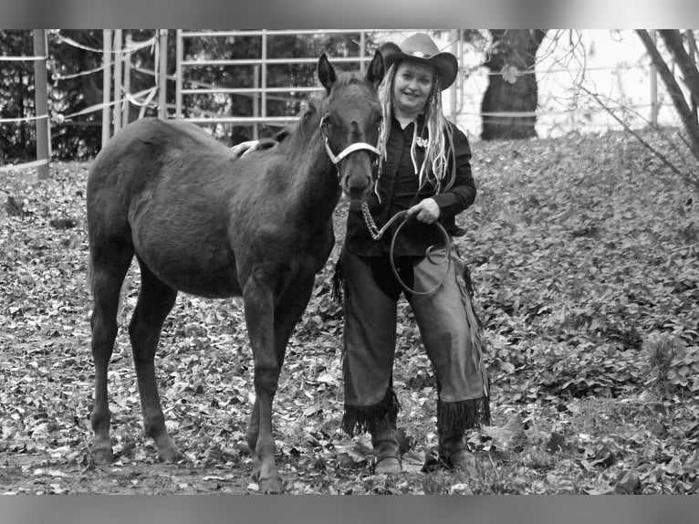 Caballo cuarto de milla Semental 1 año 150 cm Alazán-tostado in Steinebrunn