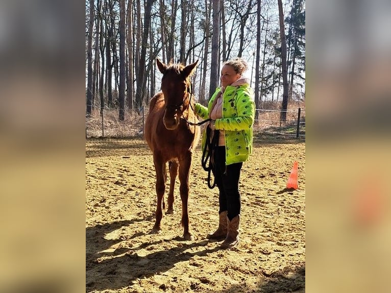 Caballo cuarto de milla Semental 1 año 150 cm Alazán-tostado in Steinebrunn