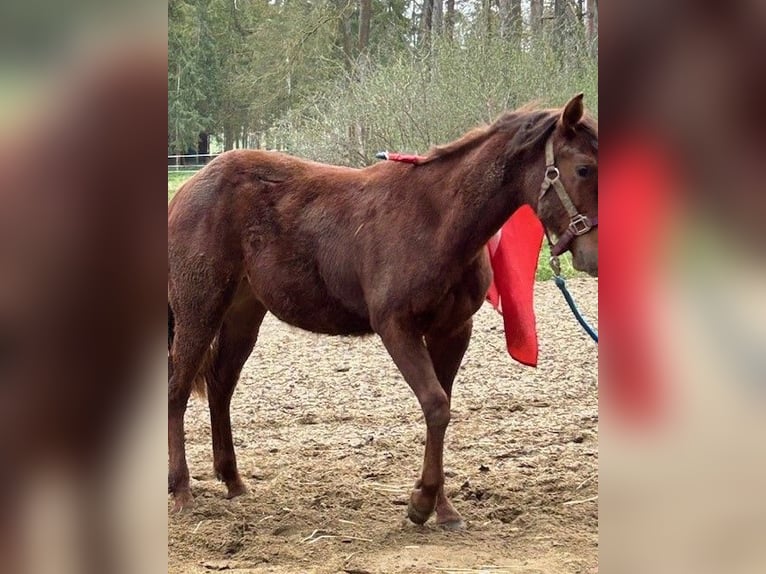 Caballo cuarto de milla Semental 1 año 150 cm Alazán-tostado in Steinebrunn