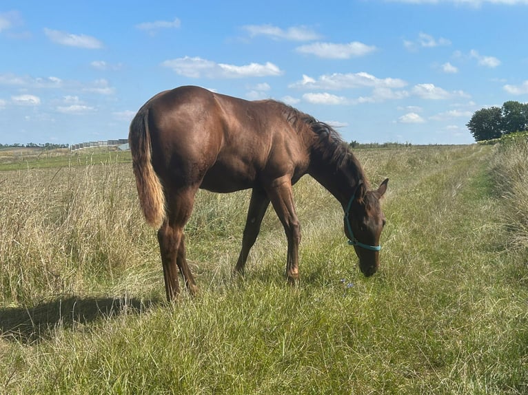 Caballo cuarto de milla Semental 1 año 150 cm Alazán-tostado in Steinebrunn