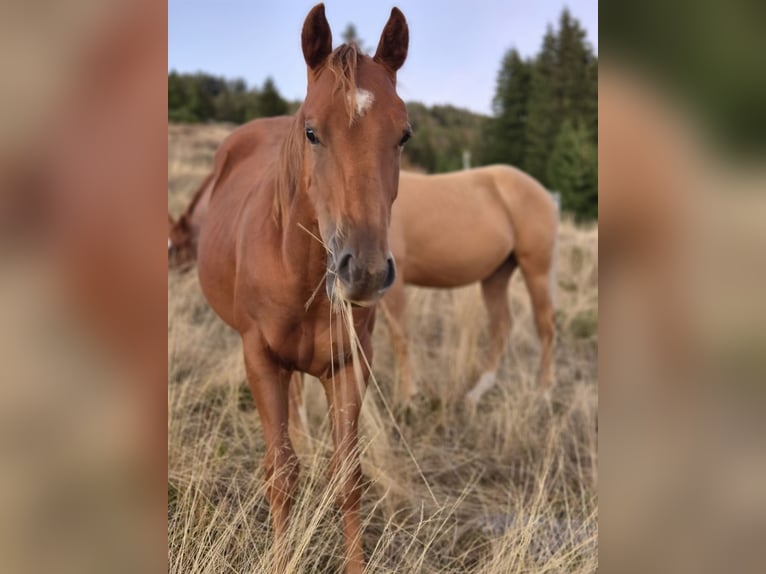 Caballo cuarto de milla Semental 1 año 150 cm Alazán in Steinen