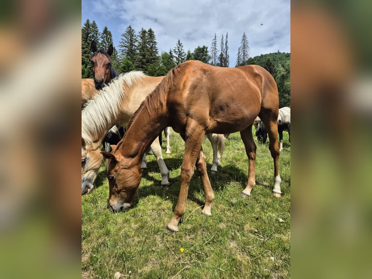 Caballo cuarto de milla Semental 1 año 150 cm Alazán in Steinen