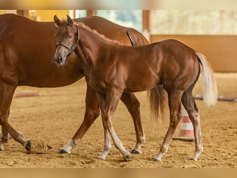 Caballo cuarto de milla Semental 1 año 150 cm Alazán in Allenbach
