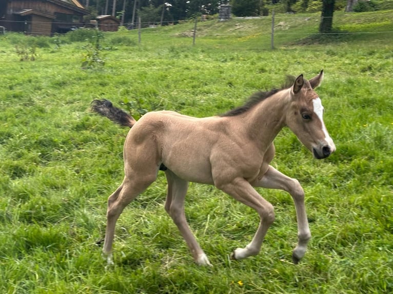 Caballo cuarto de milla Semental 1 año 150 cm Buckskin/Bayo in Bad Kohlgrub