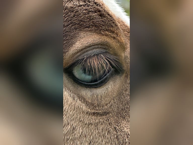 Caballo cuarto de milla Semental 1 año 150 cm Buckskin/Bayo in Bad Kohlgrub