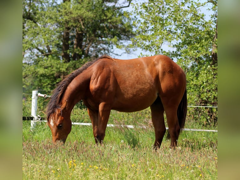 Caballo cuarto de milla Semental 1 año 150 cm Castaño in Stade