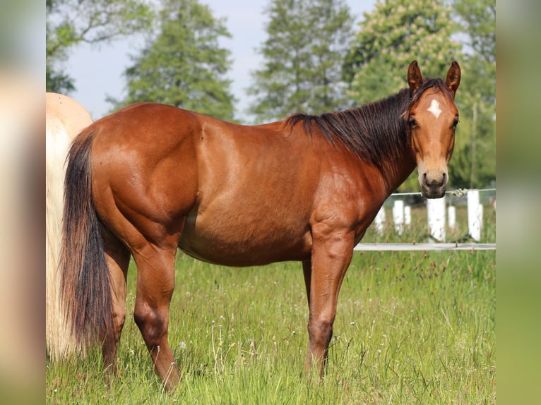 Caballo cuarto de milla Semental 1 año 150 cm Castaño in Stade