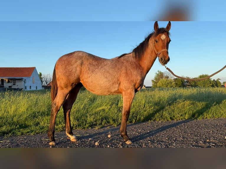 Caballo cuarto de milla Semental 1 año 150 cm Castaño-ruano in Pociękarb