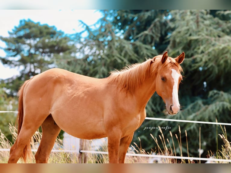Caballo cuarto de milla Semental 1 año 150 cm in Hennef