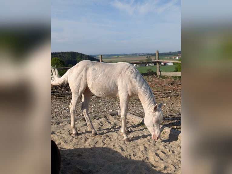 Caballo cuarto de milla Semental 1 año 150 cm Cremello in Attenkirchen