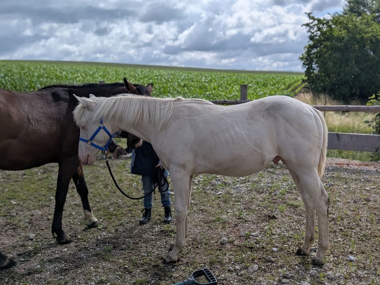 Caballo cuarto de milla Semental 1 año 150 cm Cremello in Attenkirchen