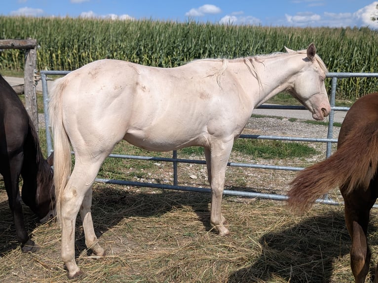 Caballo cuarto de milla Semental 1 año 150 cm Cremello in Attenkirchen