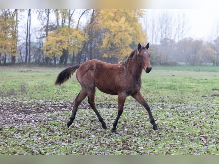 Caballo cuarto de milla Semental 1 año 150 cm Musgo marrón in Neumünster
