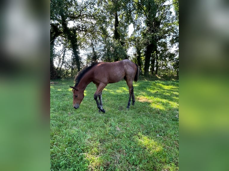 Caballo cuarto de milla Semental 1 año 150 cm Musgo marrón in Neumünster