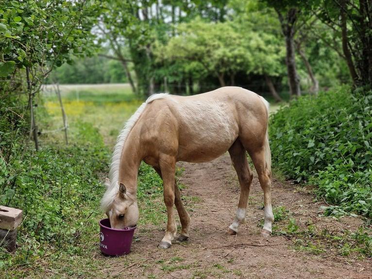 Caballo cuarto de milla Semental 1 año 150 cm Palomino in Niederkirchen