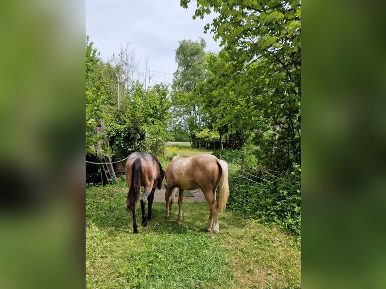Caballo cuarto de milla Semental 1 año 150 cm Palomino in Niederkirchen
