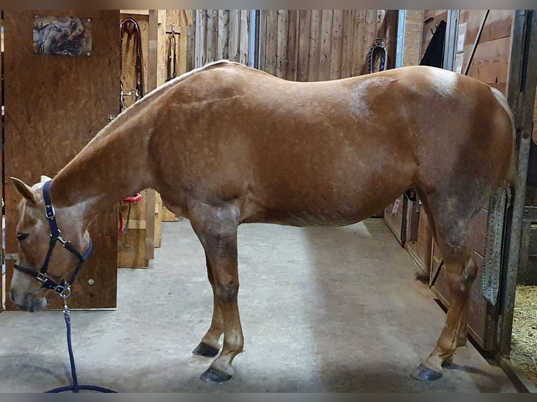 Caballo cuarto de milla Semental 1 año 150 cm Palomino in Niederkirchen