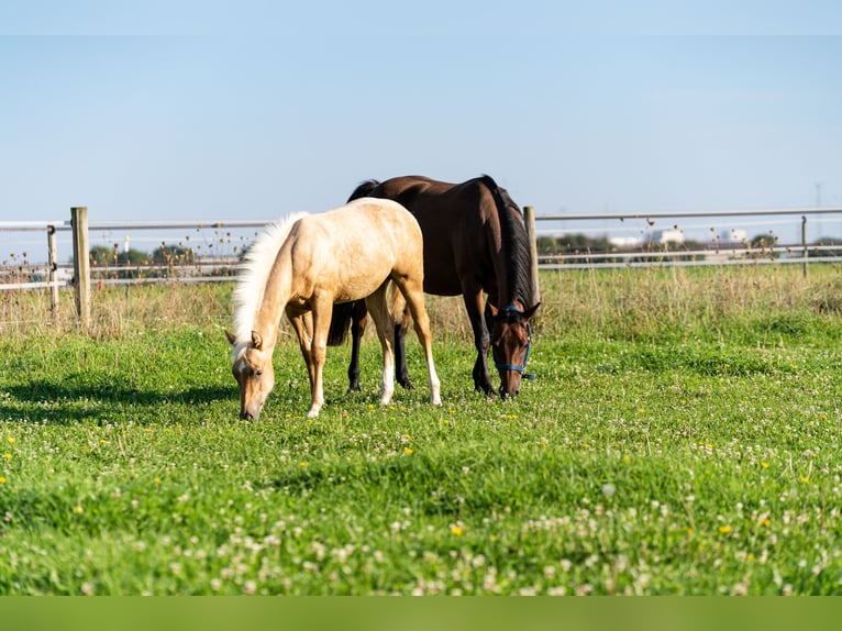 Caballo cuarto de milla Semental 1 año 150 cm Palomino in L&#xFC;dinghausen