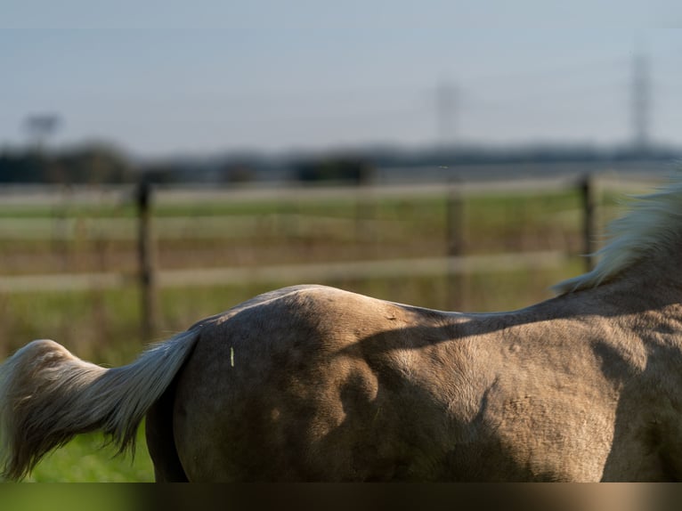 Caballo cuarto de milla Semental 1 año 150 cm Palomino in L&#xFC;dinghausen