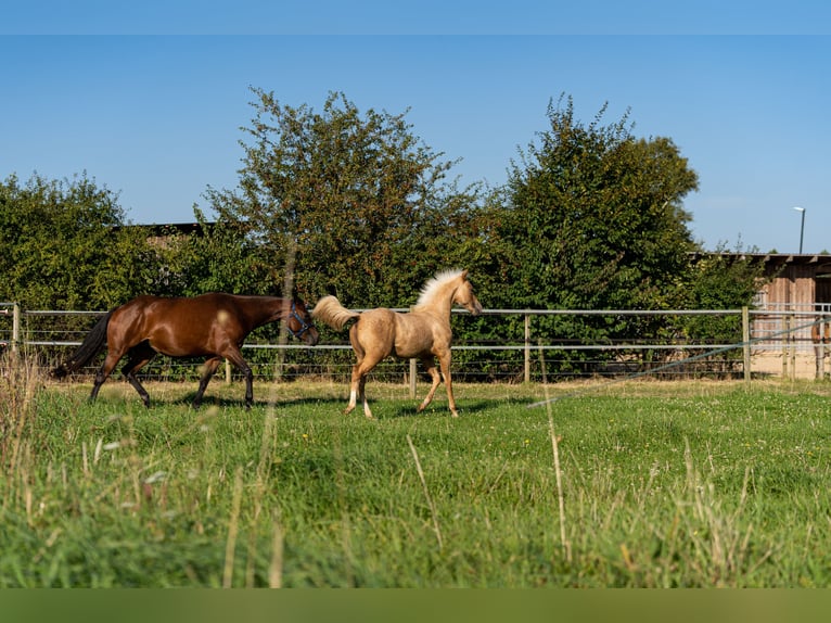 Caballo cuarto de milla Semental 1 año 150 cm Palomino in L&#xFC;dinghausen