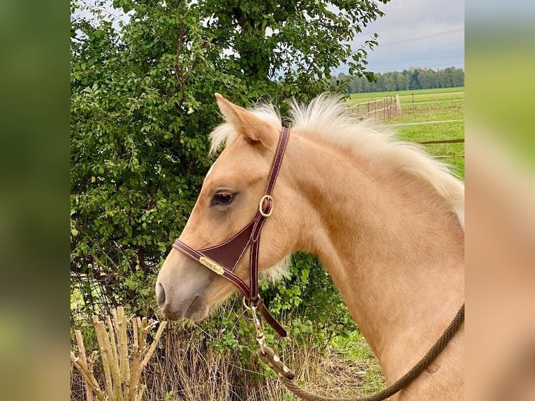 Caballo cuarto de milla Semental 1 año 150 cm Palomino in L&#xFC;dinghausen
