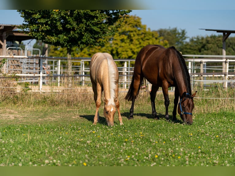 Caballo cuarto de milla Semental 1 año 150 cm Palomino in L&#xFC;dinghausen