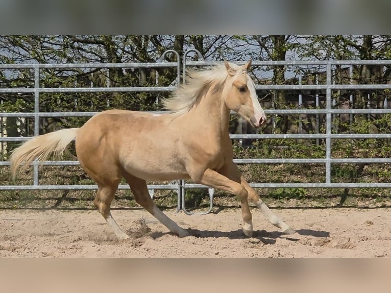Caballo cuarto de milla Semental 1 año 150 cm Palomino in Langenbach