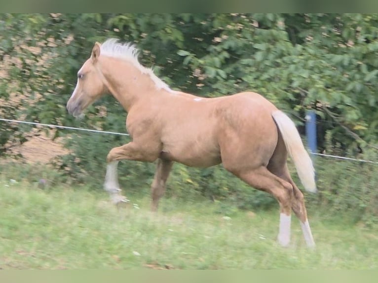 Caballo cuarto de milla Semental 1 año 150 cm Palomino in Langenbach
