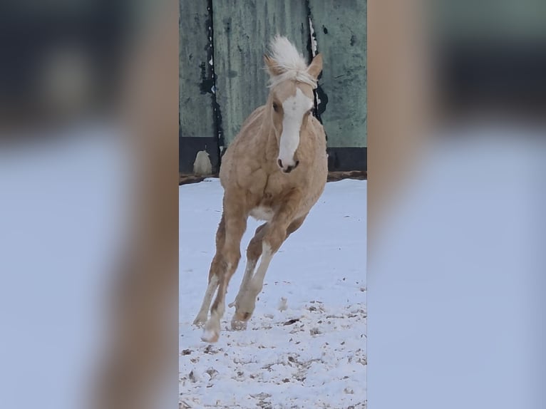 Caballo cuarto de milla Semental 1 año 150 cm Palomino in Langenbach