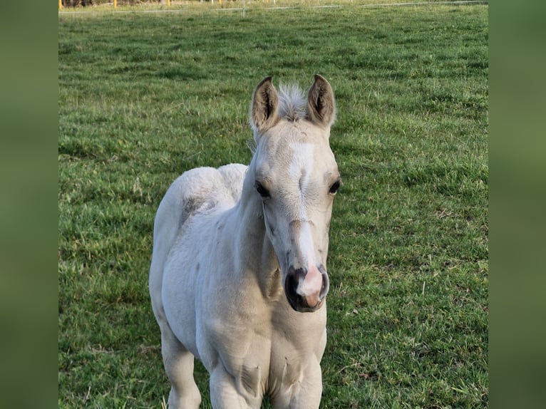 Caballo cuarto de milla Semental 1 año 151 cm Buckskin/Bayo in Nordhorn