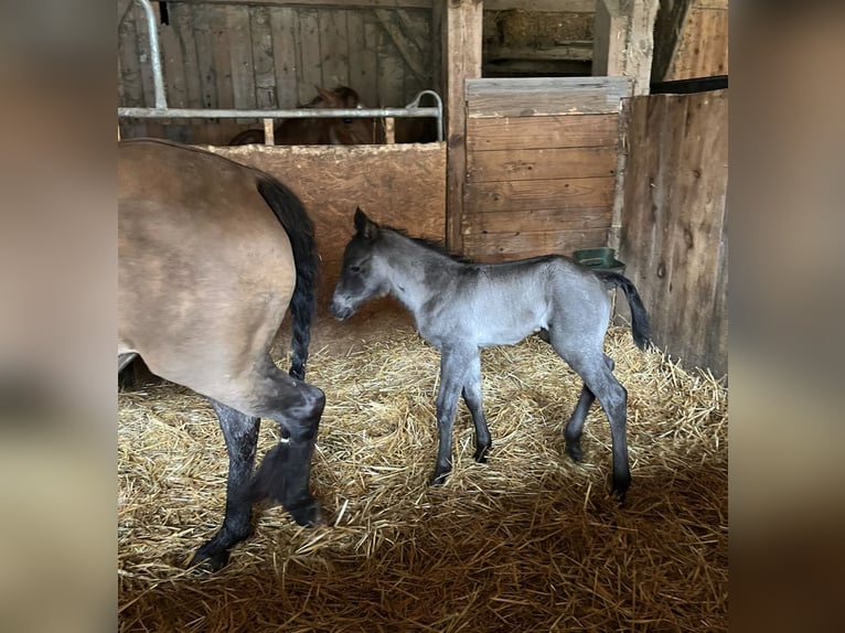 Caballo cuarto de milla Semental 1 año 151 cm Negro in Saarbrücken