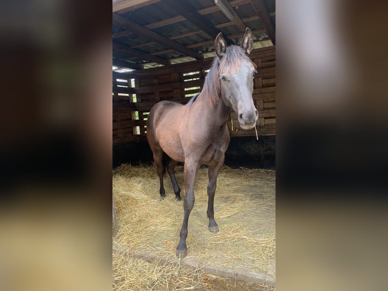 Caballo cuarto de milla Semental 1 año 151 cm Negro in Saarbrücken