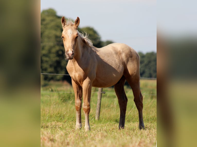 Caballo cuarto de milla Semental 1 año 151 cm Palomino in Stade