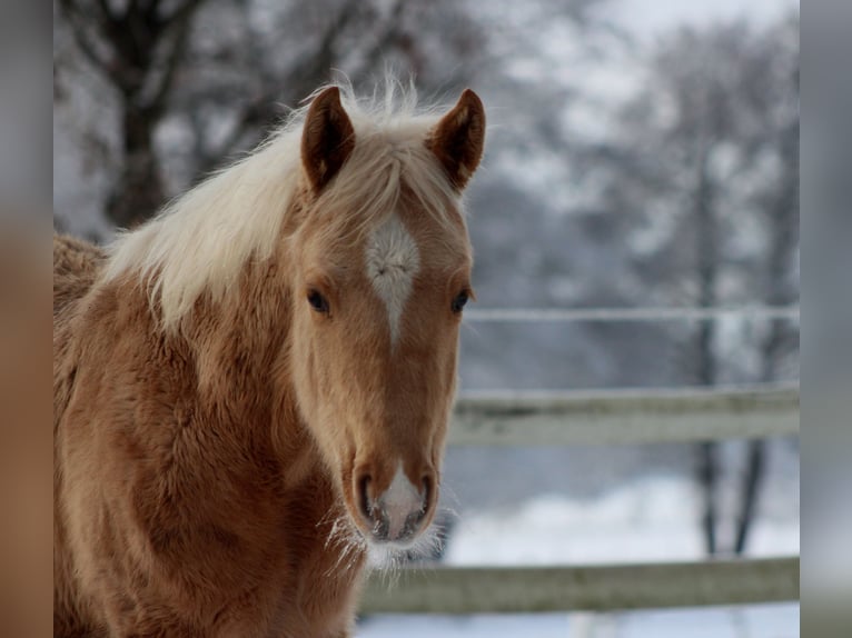 Caballo cuarto de milla Semental 1 año 151 cm Palomino in Stade