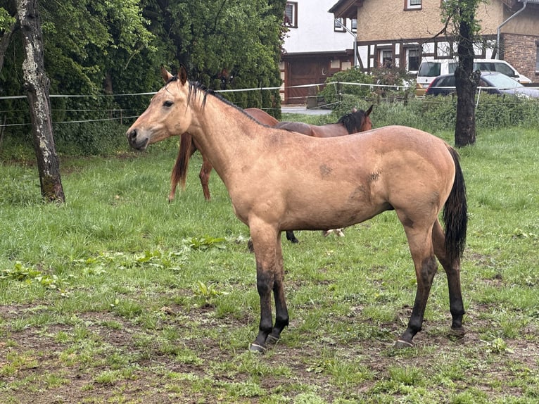 Caballo cuarto de milla Semental 1 año 152 cm Buckskin/Bayo in Meckenheim