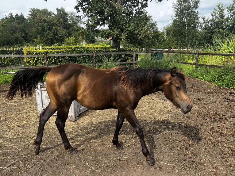 Caballo cuarto de milla Semental 1 año 152 cm Buckskin/Bayo in Leuvenheim
