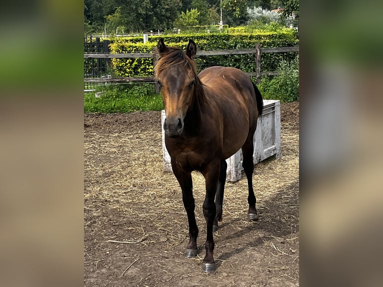 Caballo cuarto de milla Semental 1 año 152 cm Buckskin/Bayo in Leuvenheim