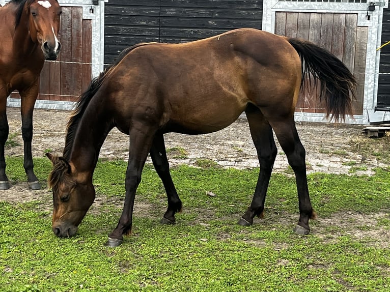 Caballo cuarto de milla Semental 1 año 152 cm Buckskin/Bayo in Leuvenheim