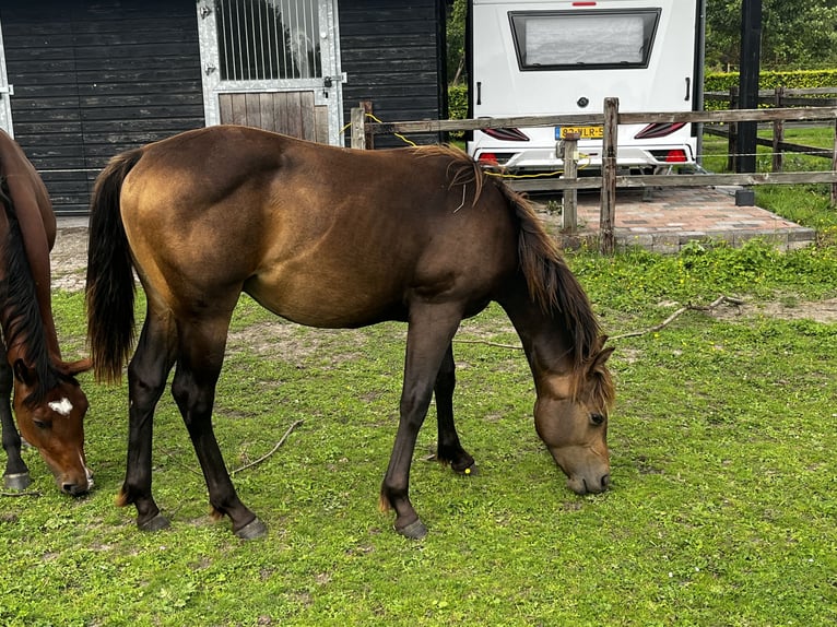 Caballo cuarto de milla Semental 1 año 152 cm Buckskin/Bayo in Leuvenheim