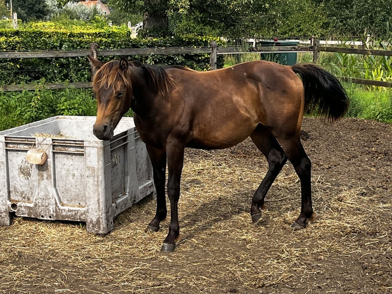 Caballo cuarto de milla Semental 1 año 152 cm Buckskin/Bayo in Leuvenheim