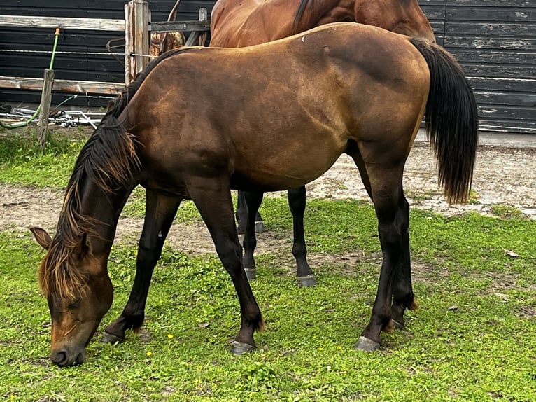 Caballo cuarto de milla Semental 1 año 152 cm Buckskin/Bayo in Leuvenheim