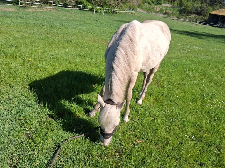 Caballo cuarto de milla Mestizo Semental 1 año 152 cm Champán in Lorup